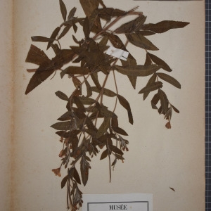 Photographie n°1246985 du taxon Epilobium hirsutum L.
