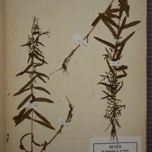 Photographie n°1246990 du taxon Epilobium lamyi F.W.Schultz [1844]