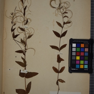 Photographie n°1246999 du taxon Epilobium montanum L. [1753]