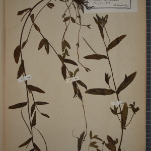Photographie n°1247001 du taxon Epilobium obscurum Lowe [1868]