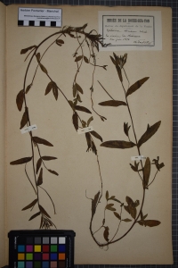 Herbier  PONTARLIER-MARICHAL, le  1 juin 1874 (Les Clouzeaux (Le Vivier))