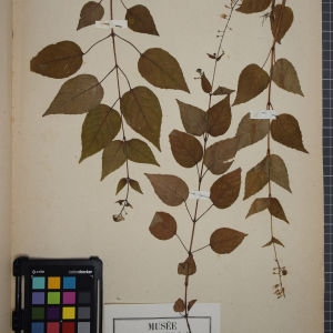 Photographie n°1247014 du taxon Circaea lutetiana L. [1753]