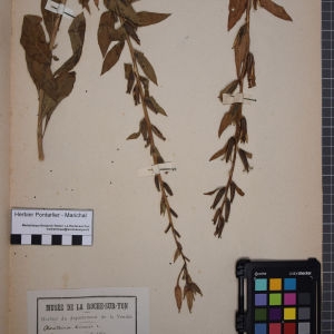 Photographie n°1247024 du taxon Oenothera biennis L. [1753]