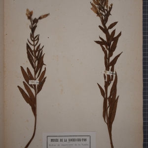Photographie n°1247028 du taxon Oenothera suaveolens Desf. ex Pers. [1805]