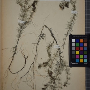  - Myriophyllum alterniflorum DC. [1815]