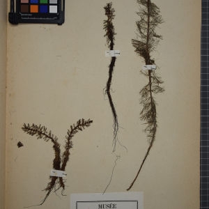 Photographie n°1247042 du taxon Myriophyllum verticillatum L. [1753]