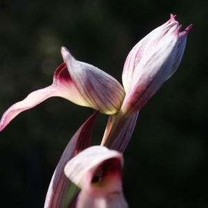 Serapias lingua L. (Sérapias à languette)