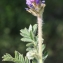  Liliane Roubaudi - Astragalus echinatus Murray [1770]