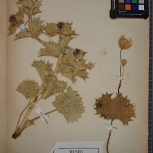 Photographie n°1247197 du taxon Eryngium maritimum L. [1753]