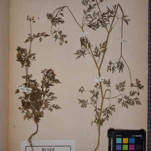 Photographie n°1247209 du taxon Aethusa cynapium L. [1753]