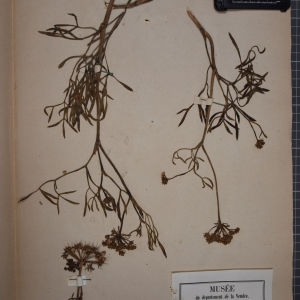 Photographie n°1247239 du taxon Crithmum maritimum L. [1753]