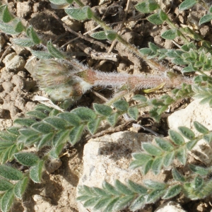 Photographie n°1247244 du taxon Astragalus sesameus L. [1753]
