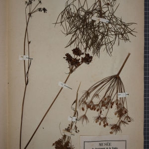 Photographie n°1247245 du taxon Peucedanum officinale L. [1753]