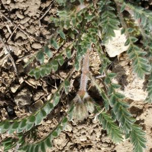 Photographie n°1247248 du taxon Astragalus sesameus L. [1753]