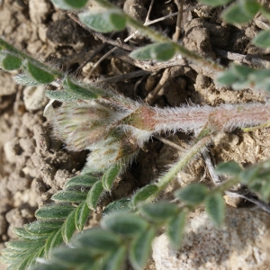 Photographie n°1247255 du taxon Astragalus sesameus L. [1753]