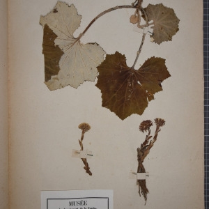 Photographie n°1247264 du taxon Tussilago farfara L. [1753]