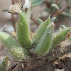 Photographie n°1247275 du taxon Astragalus sesameus L. [1753]