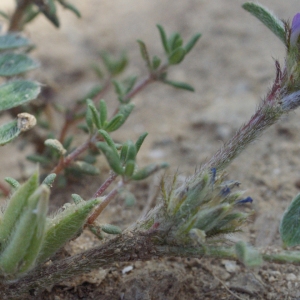 Photographie n°1247279 du taxon Astragalus sesameus L. [1753]