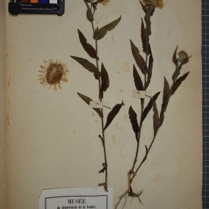 Photographie n°1247297 du taxon Inula britannica L. [1753]