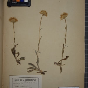 Photographie n°1247304 du taxon Inula montana L. [1753]