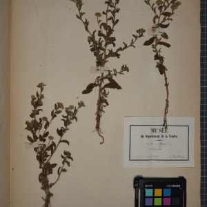 Photographie n°1247325 du taxon Inula pulicaria L. [1753]