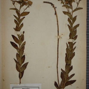 Photographie n°1247328 du taxon Inula squarrosa L. [1763]