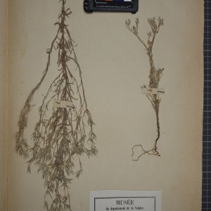 Photographie n°1247336 du taxon Filago gallica L. [1753]