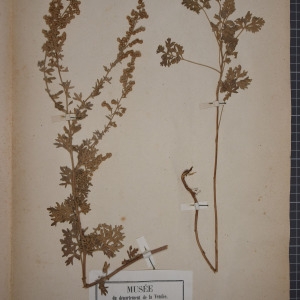 Photographie n°1247365 du taxon Artemisia absinthium L. [1753]
