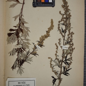 Photographie n°1247369 du taxon Artemisia vulgaris L. [1753]