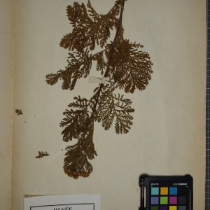 Photographie n°1247394 du taxon Tanacetum vulgare L. [1753]
