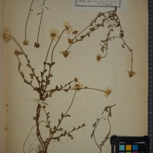 Photographie n°1247397 du taxon Anthemis arvensis L. [1753]