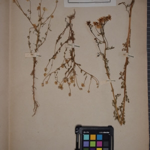 Photographie n°1247417 du taxon Matricaria chamomilla sensu auct. gall.