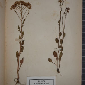 Photographie n°1247419 du taxon Senecio aquaticus Hill [1761]