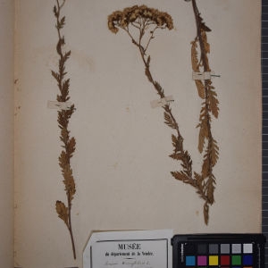 Photographie n°1247431 du taxon Senecio erucifolius L. [1755]