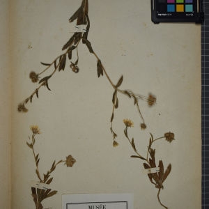 Photographie n°1247438 du taxon Calendula arvensis L. [1763]