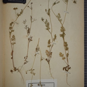 Photographie n°1247450 du taxon Bifora testiculata (L.) Spreng. [1820]