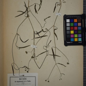 Photographie n°1247463 du taxon Torilis heterophylla Guss. [1827]