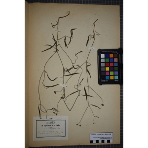 Torilis africana var. heterophylla (Guss.) Reduron