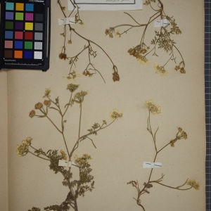 Photographie n°1247483 du taxon Orlaya grandiflora (L.) Hoffm. [1814]