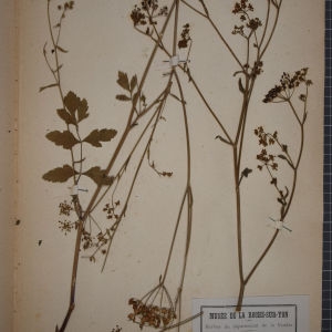 Photographie n°1247484 du taxon Pastinaca sylvestris Mill. [1768]