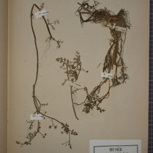 Photographie n°1247491 du taxon Helosciadium inundatum (L.) W.D.J.Koch [1824]