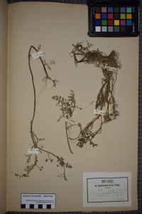 Herbier  PONTARLIER-MARICHAL, le  1 juillet 1850 (La Roche-sur-Yon)