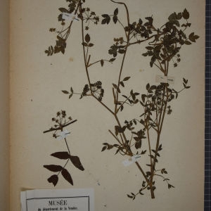 Photographie n°1247493 du taxon Helosciadium nodiflorum (L.) W.D.J.Koch [1824]