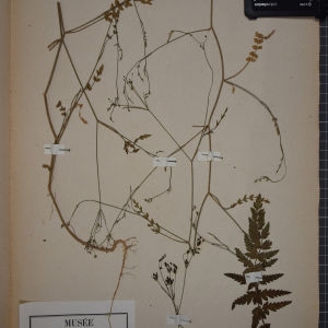 Photographie n°1247499 du taxon Petroselinum segetum (L.) W.D.J.Koch [1824]