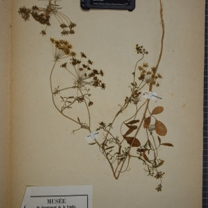 Photographie n°1247502 du taxon Ammi majus L. [1753]