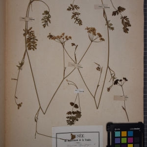 Photographie n°1247520 du taxon Pimpinella saxifraga L. [1753]