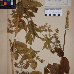 Photographie n°1247523 du taxon Sium latifolium L. [1753]