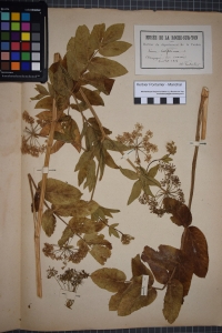 Herbier  PONTARLIER-MARICHAL, le  1 juillet 1874 (Champagné-les-Marais)