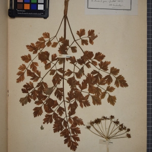 Photographie n°1247525 du taxon Oenanthe crocata L. [1753]