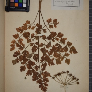 Photographie n°1247526 du taxon Oenanthe crocata L. [1753]